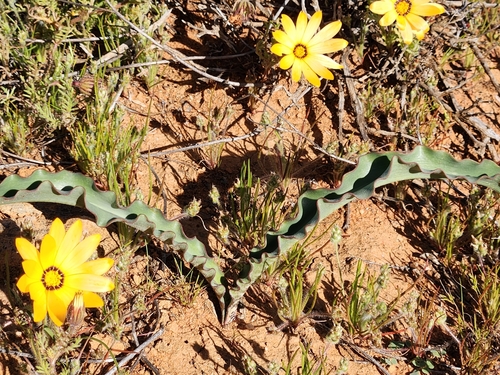 Image of Haemanthus crispus by (c) Jo Roberts, some rights reserved (CC BY)