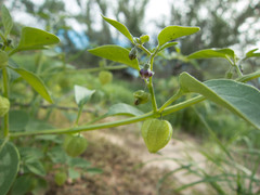 Physalis solanacea