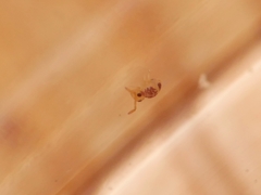 Deuterosminthurus bicinctus