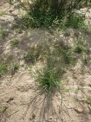 Eragrostis virescens