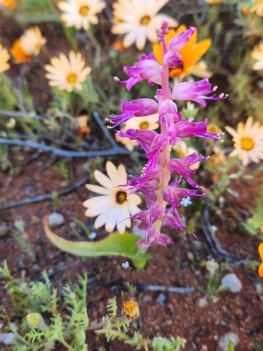 Image of Lachenalia splendida by (c) Jo Roberts, some rights reserved (CC BY)