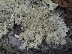 Flavoparmelia haysomii