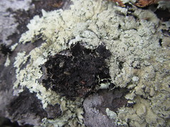 Flavoparmelia haysomii