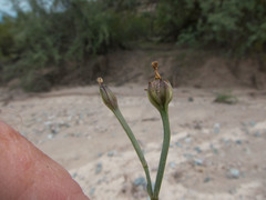 Ipomoea costellata