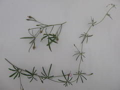 Ipomoea costellata