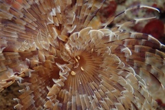 Bispira mariae