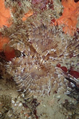 Bispira mariae