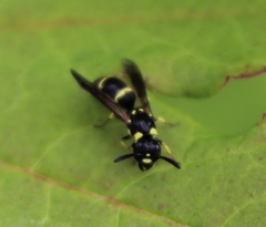 Symmorphus projectus