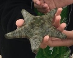 Protoreaster nodulosus