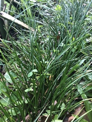 Carex uncinata