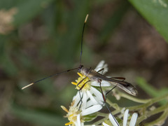 Enchoptera apicalis