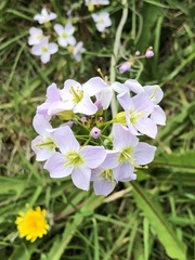 Cardamine polemonioides