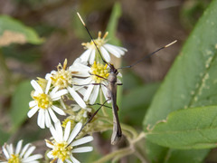 Enchoptera apicalis