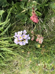 Cardamine polemonioides