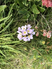Cardamine polemonioides