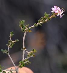 Agathosma divaricata