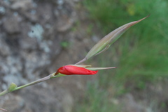 Gladiolus saundersii image