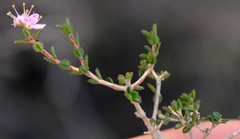 Agathosma divaricata