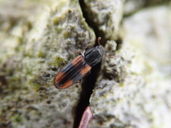 Bitoma crenata