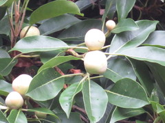 Hydrangea integrifolia