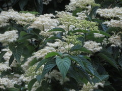 Cornus macrophylla macrophylla