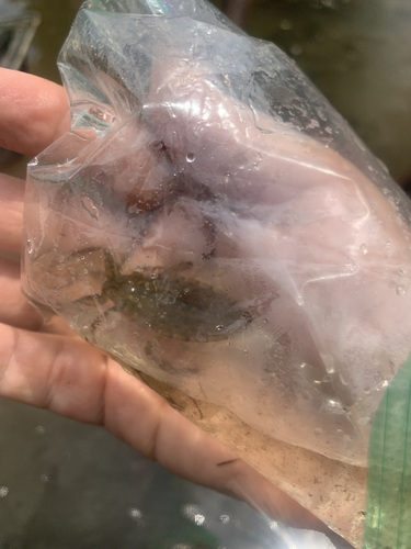 Giant water bug