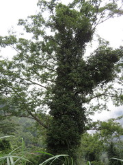Hydrangea integrifolia