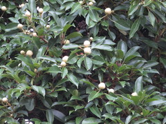 Hydrangea integrifolia