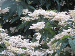 Cornus macrophylla macrophylla
