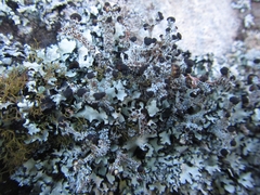 Stereocaulon colensoi