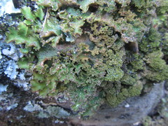 Pseudocyphellaria episticta
