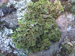 Pseudocyphellaria episticta