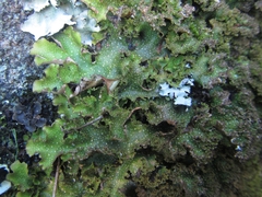 Pseudocyphellaria episticta