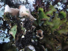 Pseudocyphellaria episticta