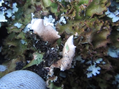 Pseudocyphellaria episticta