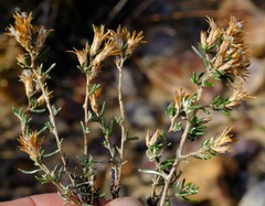 Amphiglossa susannae