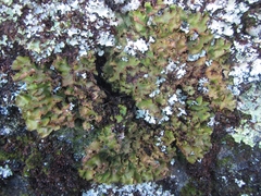 Pseudocyphellaria episticta