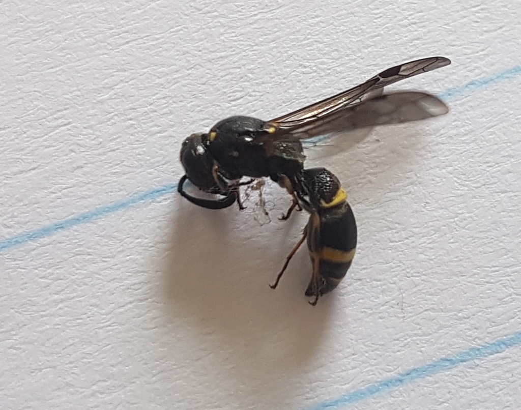Willow Mason Wasp