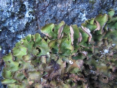 Pseudocyphellaria episticta