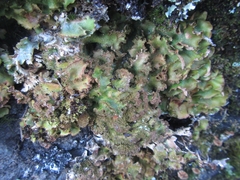 Pseudocyphellaria episticta
