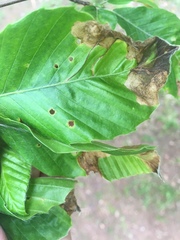 Orchestes fagi
