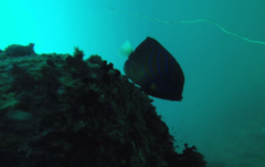 Pomacanthus annularis