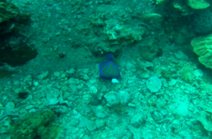 Pomacanthus annularis