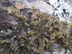 Pseudocyphellaria neglecta