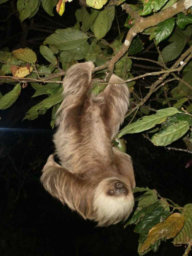 Hoffmann's Two-toed Sloth from Falán, Tolima, Colombia on August 3 ...