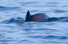 Phocoena phocoena phocoena
