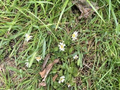 Bellis perennis