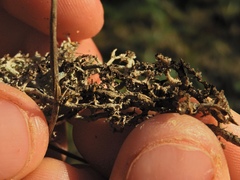 Cladonia stygia