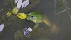 Euphlyctis hexadactyla