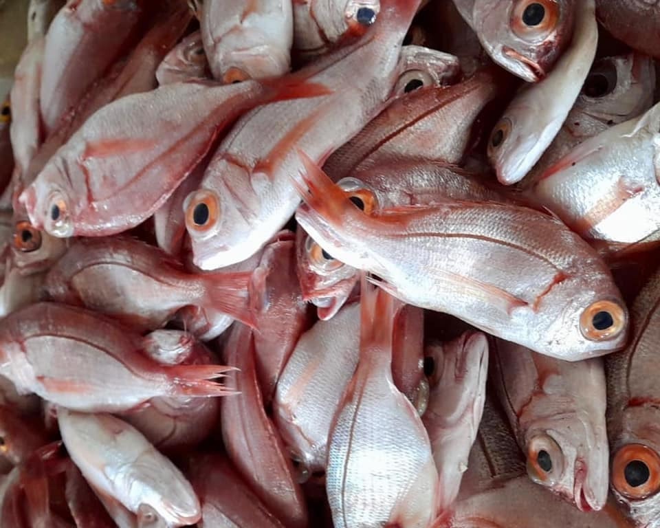 Large eyed dentex (Dentex macrophthalmus) — Sparidae